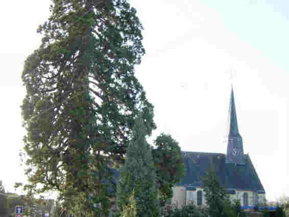 Mur nord, clocher et séquoia