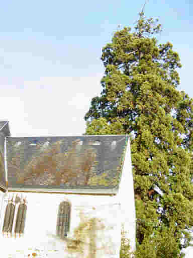 Le séquoia donine la nef et même la flèche de l'église (mur sud)